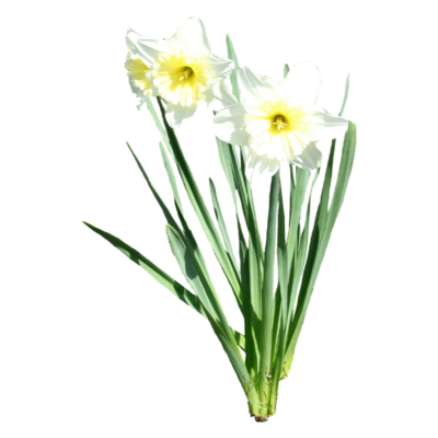 现代2d花草植物组件免费su模型(1)