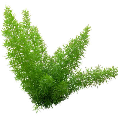 现代2d花草植物组件免费su模型(1)