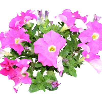 现代2d花草植物组件免费su模型(1)