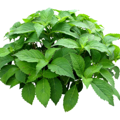 现代2d花草植物组件免费su模型(1)