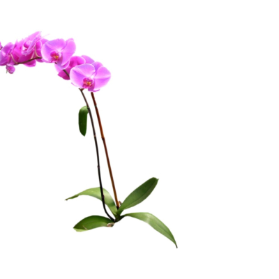 现代2d花草植物组件免费su模型(1)