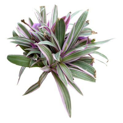 现代2d花草植物组件免费su模型(1)