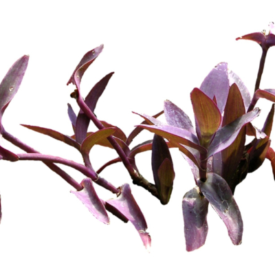 现代2d花草植物组件免费su模型(1)