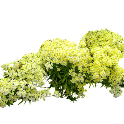 现代2d花草植物组件免费su模型(1)