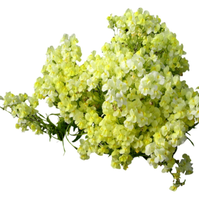 现代2d花草植物组件免费su模型(1)