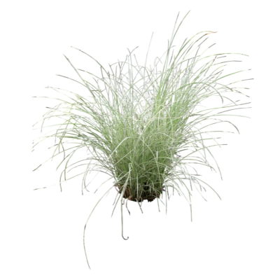 现代2d花草植物组件免费su模型(1)