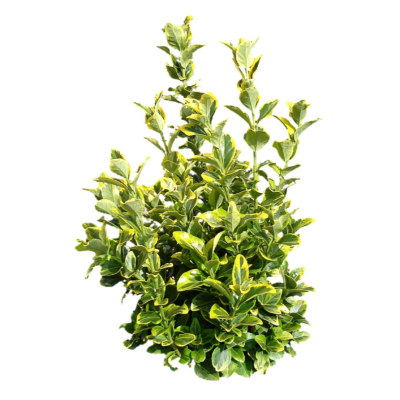 现代2d花草植物组件免费su模型(1)