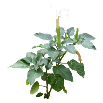 现代2d花草植物组件免费su模型(1)