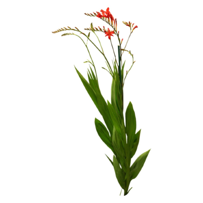 现代2d花草植物组件免费su模型(1)