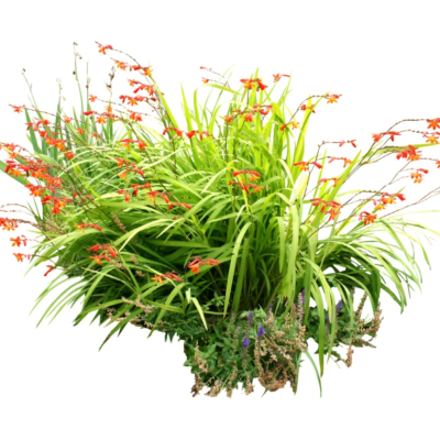 现代2d花草植物组件免费su模型(1)