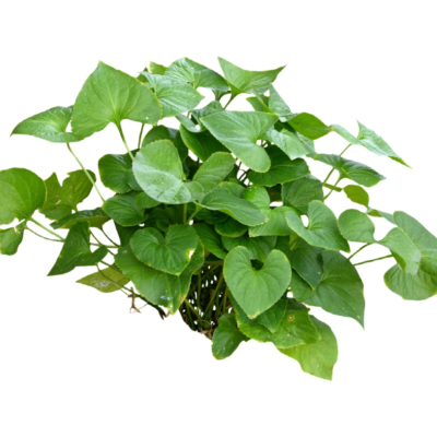 现代2d花草植物组件免费su模型(1)