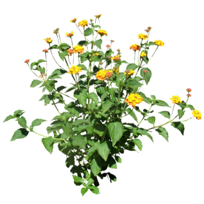 现代2d花草植物组件免费su模型(1)