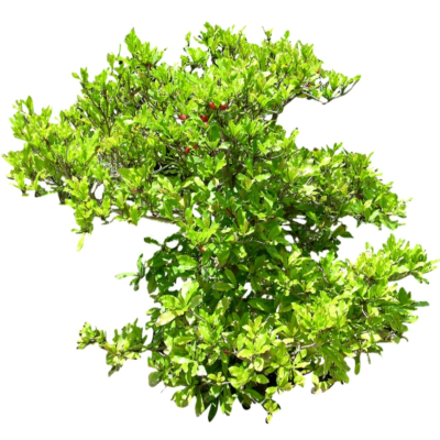 现代2d花草植物组件免费su模型(1)