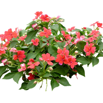 现代2d花草植物组件免费su模型(1)