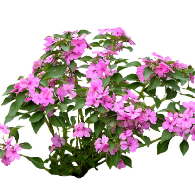 现代2d花草植物组件免费su模型(1)