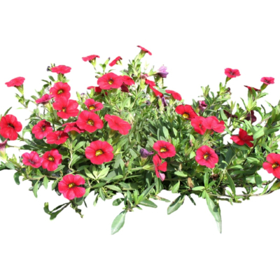 现代2d花草植物组件免费su模型(1)