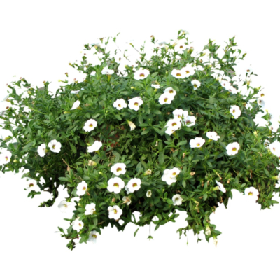 现代2d花草植物组件免费su模型(1)