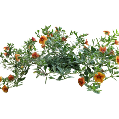 现代2d花草植物组件免费su模型(1)