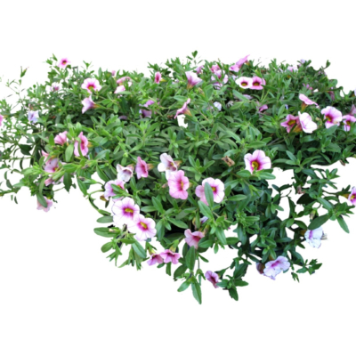 现代2d花草植物组件免费su模型(1)