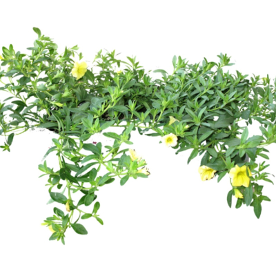 现代2d花草植物组件免费su模型(1)