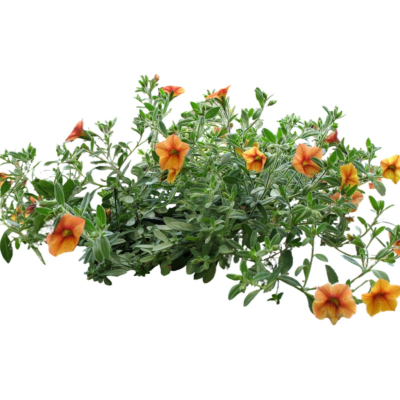 现代2d花草植物组件免费su模型(1)