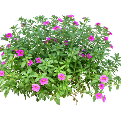 现代2d花草植物组件免费su模型(1)