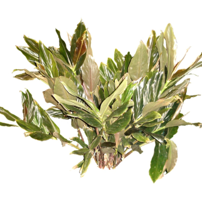 现代2d花草植物组件免费su模型(1)
