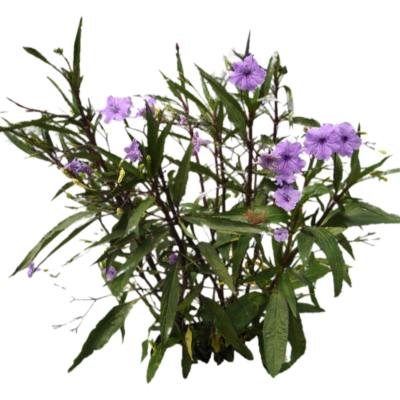 现代2d花草植物组件免费su模型(1)
