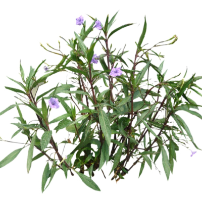 现代2d花草植物组件免费su模型(1)