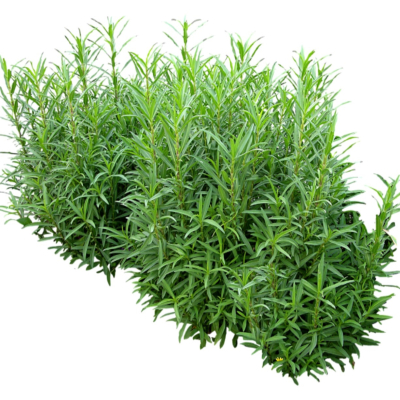 现代2d花草植物组件免费su模型(1)