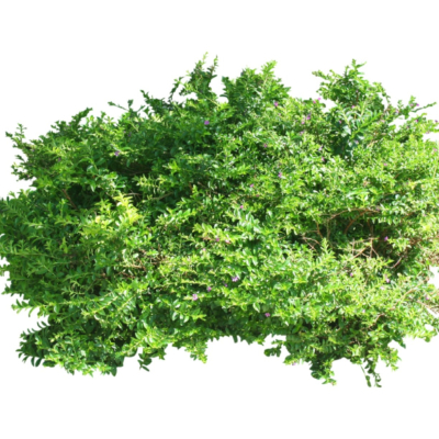 现代2d花草植物组件免费su模型(1)