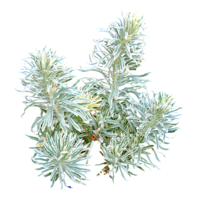 现代2d花草植物组件免费su模型(1)