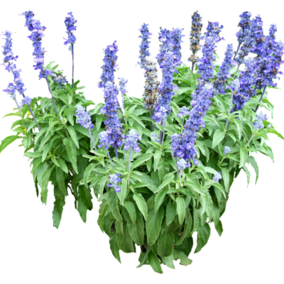 现代2d花草植物组件免费su模型(1)