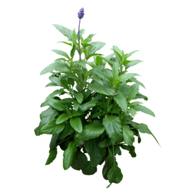 现代2d花草植物组件免费su模型(1)