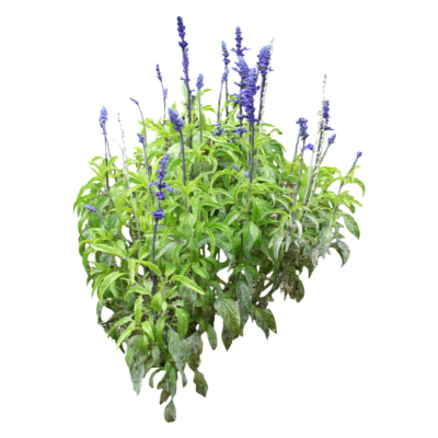 现代2d花草植物组件免费su模型(1)