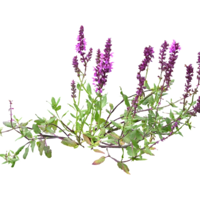 现代2d花草植物组件免费su模型(1)