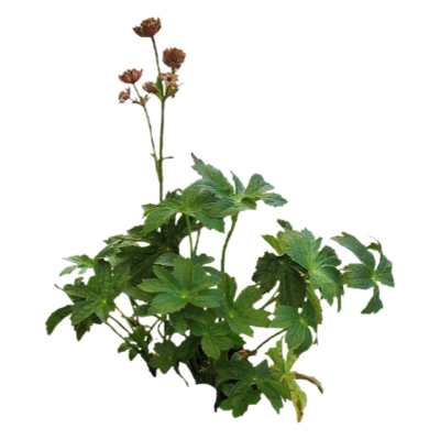 现代2d花草植物组件免费su模型(1)