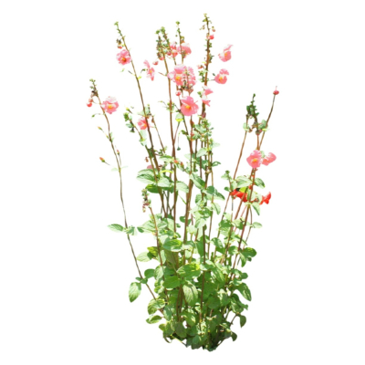 现代2d花草植物组件免费su模型(1)