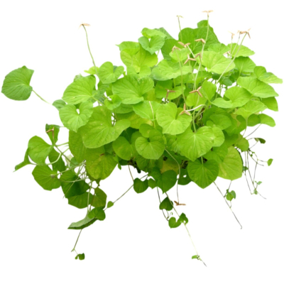 现代2d花草植物组件免费su模型(1)