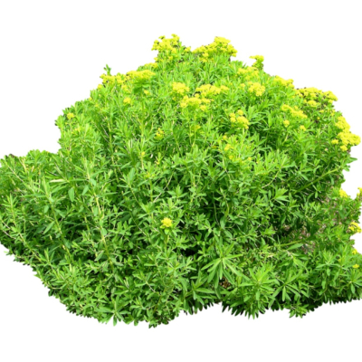 现代2d花草植物组件免费su模型(1)