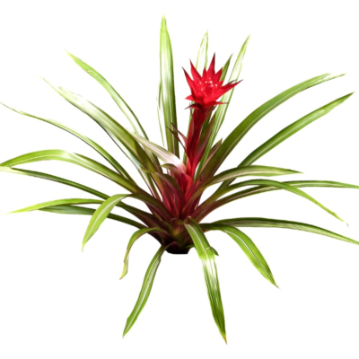 现代2d花草植物组件免费su模型(1)