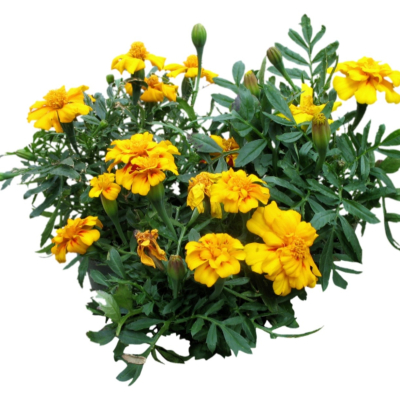 现代2d花草植物组件免费su模型(1)