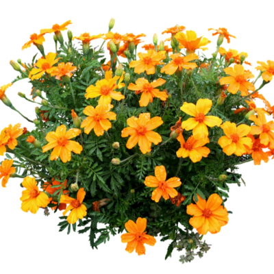 现代2d花草植物组件免费su模型(1)