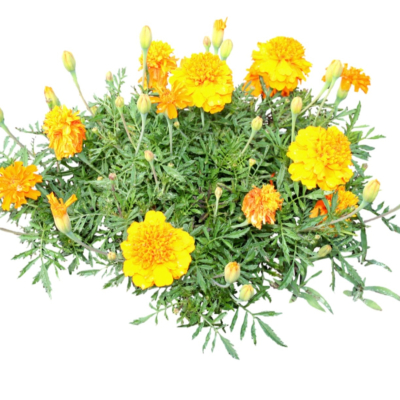 现代2d花草植物组件免费su模型(1)