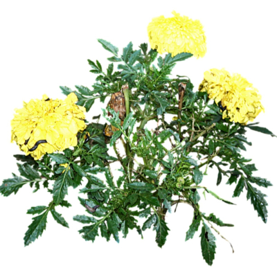 现代2d花草植物组件免费su模型(1)