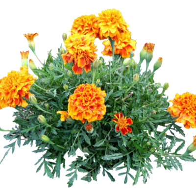 现代2d花草植物组件免费su模型(1)