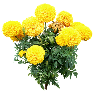 现代2d花草植物组件免费su模型(1)