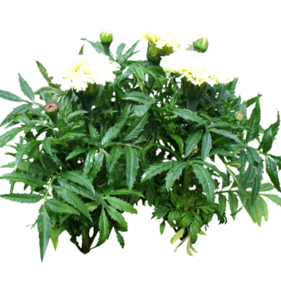 现代2d花草植物组件免费su模型(1)