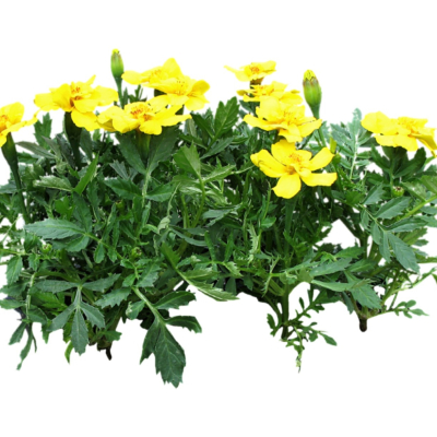 现代2d花草植物组件免费su模型(1)
