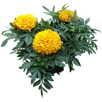 现代2d花草植物组件免费su模型(1)